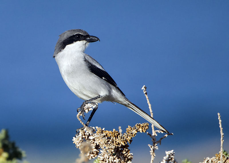 Averla maggiore (Lanius excubitor ssp koenigi)